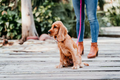 Low section of person with dog on footpath