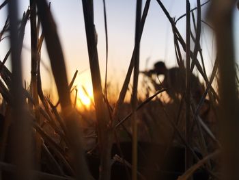 Close-up of wheat field at sunset