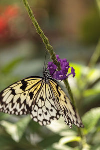 Tree nymph butterfly idea malabarica in a tropical garden.