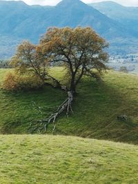 View of trees on landscape