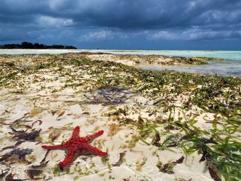 Scenic view of beach against cloudy sky