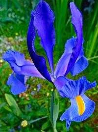 Close-up of purple flower