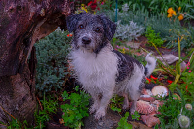 Portrait of dog standing on land