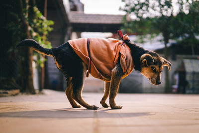 Side view portrait of dog wearing pet clothing on footpath