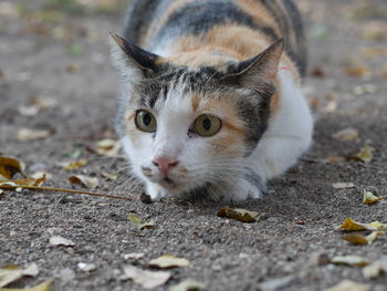 Close-up portrait of a cat on field