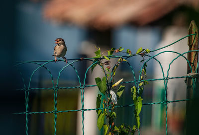 Bird perching on a fence