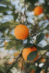 Low angle view of orange fruits on tree