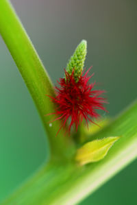 Close-up of flowers