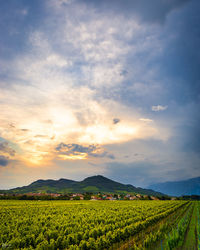 Scenic view of agricultural field against sky during sunset