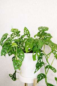 Close-up of potted plant on table against white wall