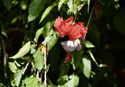Close-up of red flowering plant