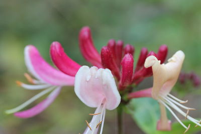 Close-up of flower blooming outdoors