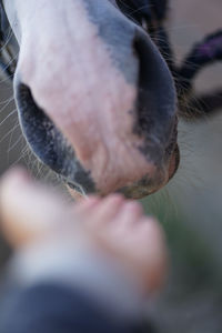 Close-up of dog