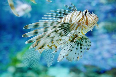 Close-up of fish swimming in sea
