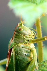 Close-up of insect on plant