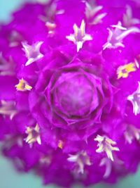 Macro shot of purple flower