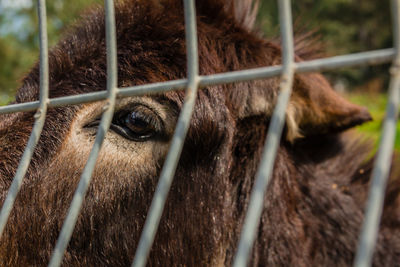 Close-up of horse in cage at zoo