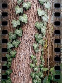 Full frame shot of green leaves