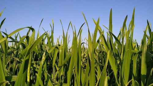 Crops growing on field against clear blue sky