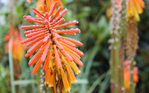 Close-up of red flowering plant