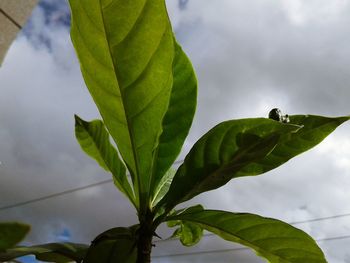 Low angle view of green plant against sky