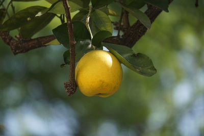 Close-up of fruit on tree