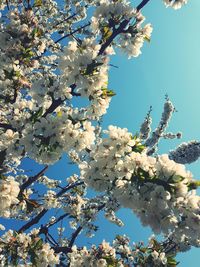 Low angle view of cherry blossoms against sky