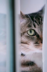 Close-up portrait of a cat