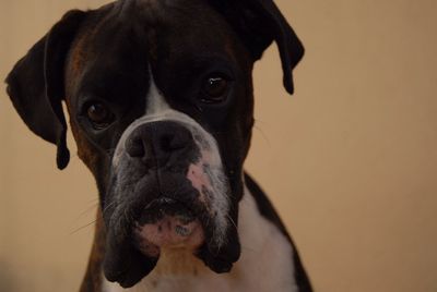 Close-up portrait of black dog