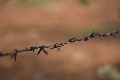 Close-up of barbed wire