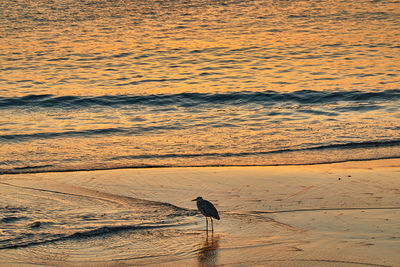 View of bird on beach during sunset