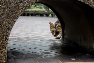 Portrait of cat sitting outdoors