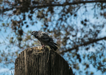 Low angle view of bird perching on tree against sky