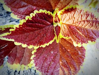 Close-up of dry maple leaves during autumn