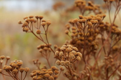 Close-up of wilted plant