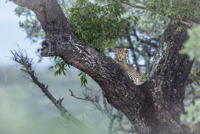 Low angle view of squirrel on tree