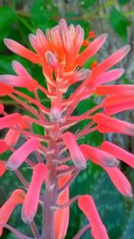 Close-up of pink flowers