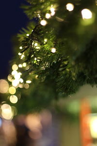 Close-up of illuminated plant against blurred background