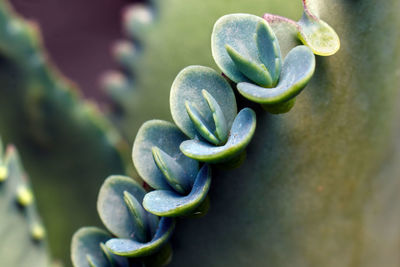 Close-up of succulent plant