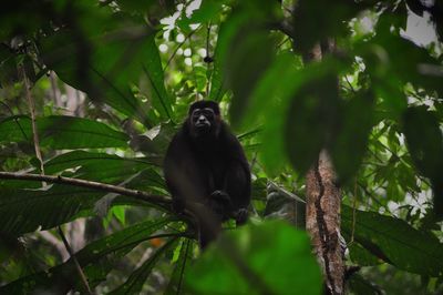 Low angle view of monkey sitting on tree