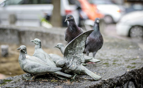 Close-up of pigeons perching