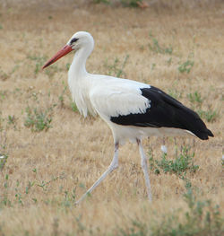 Close-up of bird on field