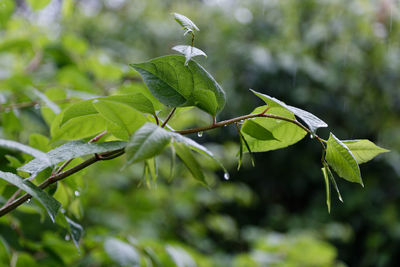 Close-up of fresh green leaves on plant