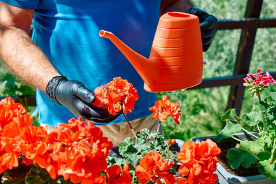 Hands of a man with black gloves watering with watering can the ground in flower pot with geranium. 