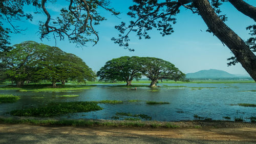 Trees by lake against sky