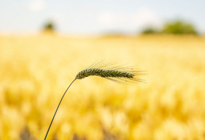 A single ear of grain in sharp focus, grown horizontally against an out-of-focus cornfield .