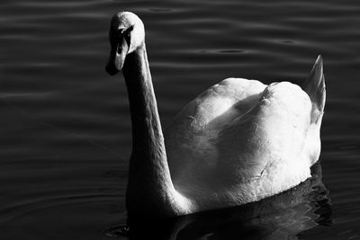 Swan swimming in lake