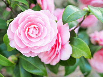 Close-up of pink rose