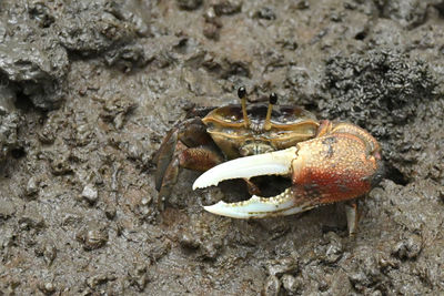 High angle view of crab on rock