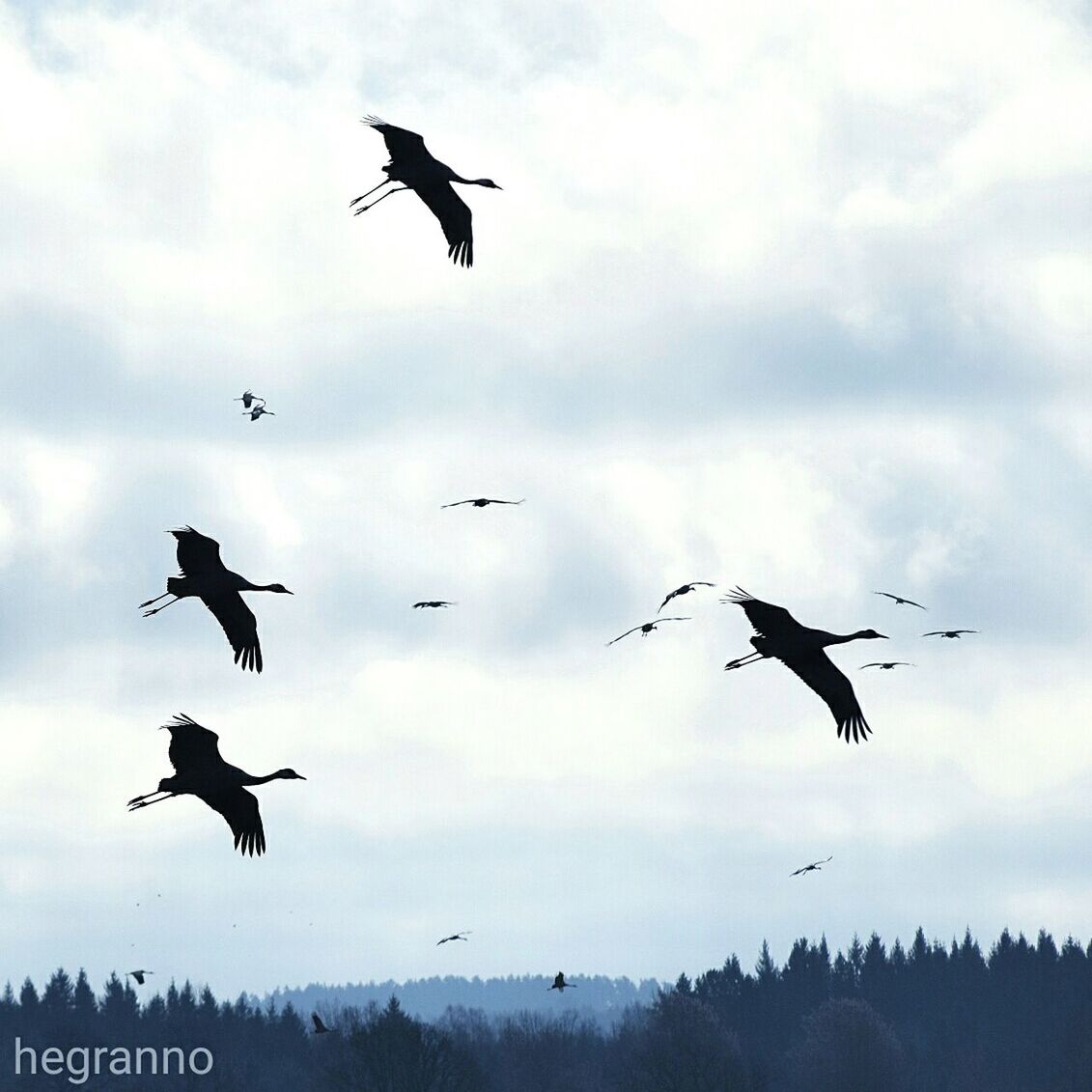 flying, bird, animal themes, animals in the wild, spread wings, mid-air, low angle view, wildlife, sky, flock of birds, cloud - sky, on the move, motion, freedom, silhouette, flight, medium group of animals, seagull, nature